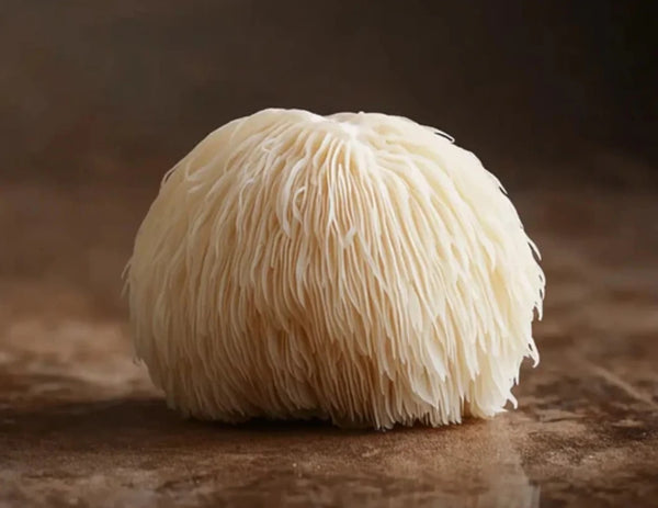 Lion's Mane