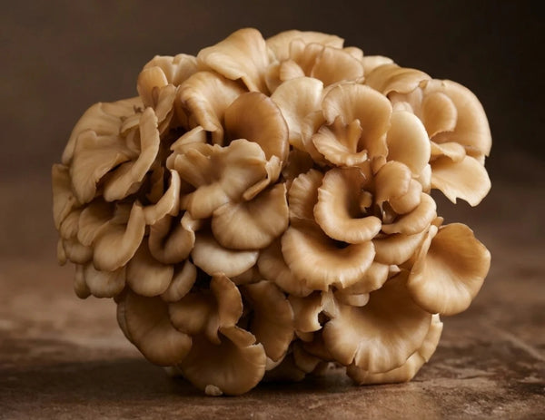 Turkey Tail
