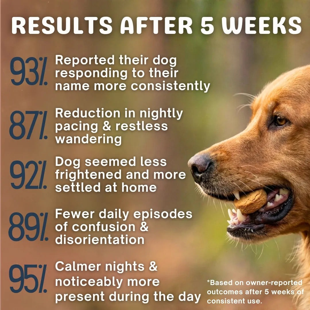 Fight Your Dog's Mental Decline with PawHerb™ 8 in 1 Mushroom Chews