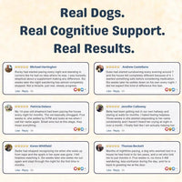 Fight Your Dog's Mental Decline with PawHerb™ 8 in 1 Mushroom Chews